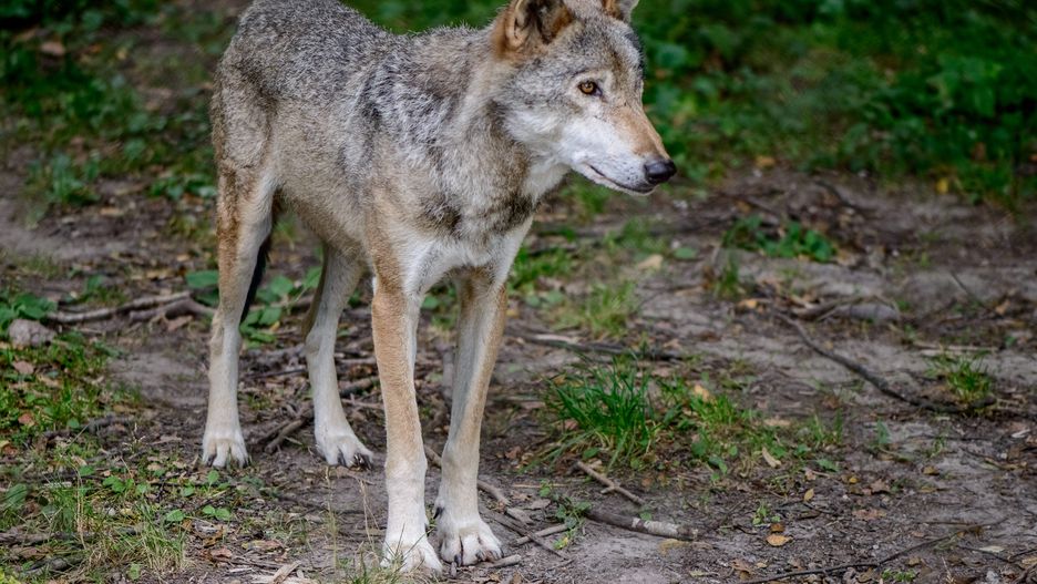 Wilk szary jest pod ochroną