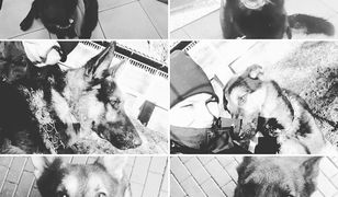 Warszawa. Tragiczna śmierć policyjnych psów. Rusza śledztwo