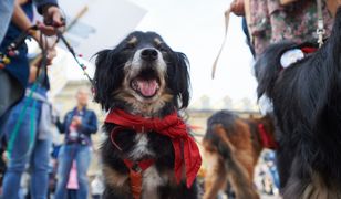 Podatek od posiadania psa 2020. Sprawdź, jak wygląda kwestia opłaty w Warszawie