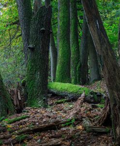 Warszawa. Na ulicach pustki, w Kampinosie tłumy