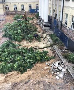 Wojewoda wyciął drzewa w centrum miasta bez zgody. Teraz musi zapłacić karę