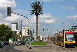 Warszawa. Palma na rondzie de Gaulle'a ma dziś urodziny