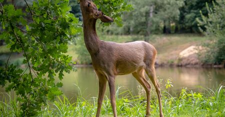 ZOO w Warszawie: wielka zbiórka żołędzi i orzechów