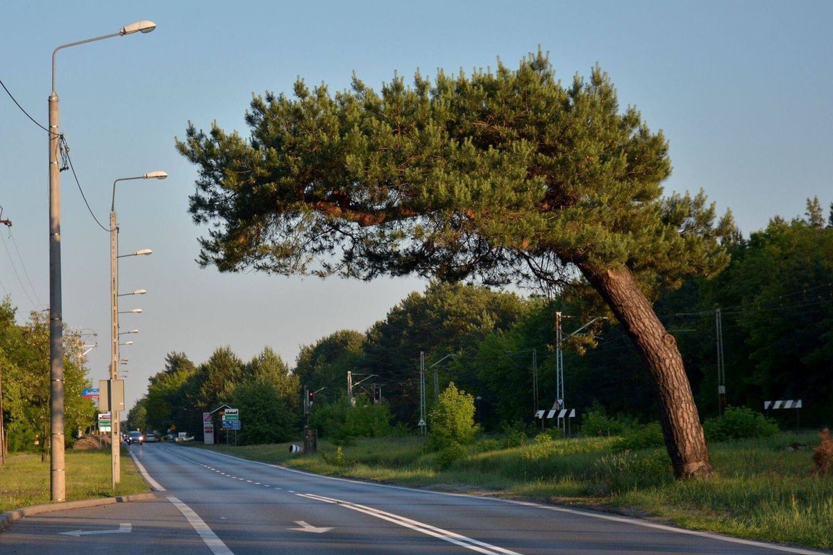 Pochylona sosna i apel celebryty. PKP położy na niej topór