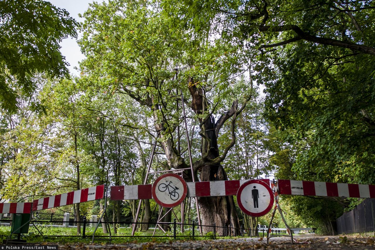 Ursynów. Sprawca podpalenia dębu Mieszko uniknie kary