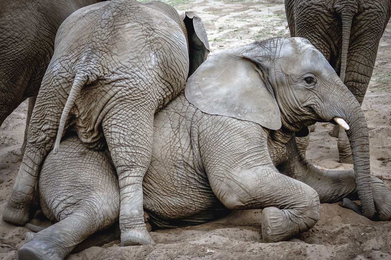 Słoń Leon podjął wyzwanie. #dollyparton challenge w warszawskim zoo