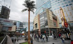 Nowa palma w Warszawie. Stanęła w centrum miasta