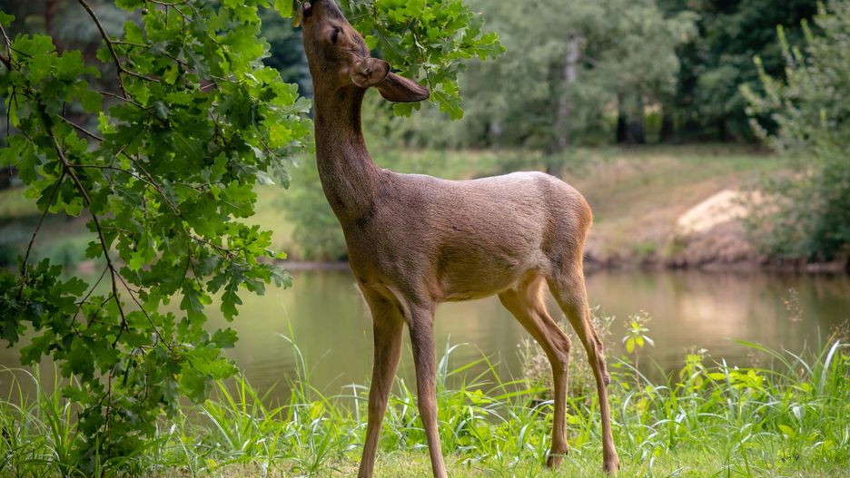 ZOO w Warszawie: wielka zbiórka żołędzi i orzechów