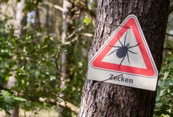 Wielkie tropikalne kleszcze dotarły do Niemiec