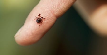 Uwaga! Leśnicy ostrzegają przed kleszczami!
