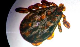 Nowy gatunek kleszcza w Polsce. Haemaphysalis concinna przenosi groźne choroby
