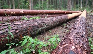 Mimo zakazu drwale wciąż tną drzewa w Puszczy Białowieskiej