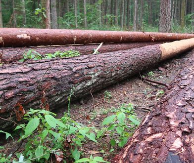 Wycinka w Puszczy Białowieskiej. Naukowcy apelują o jej natychmiastowe zaprzestanie