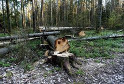 Polska odpowiada, co myśli o dowodach ws. wycinki puszczy. Jest reakcja Komisji