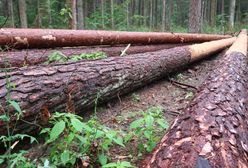 Mimo zakazu drwale wciąż tną drzewa w Puszczy Białowieskiej