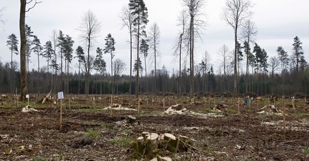 Komisja Europejska pozywa Polskę. Za wycinkę