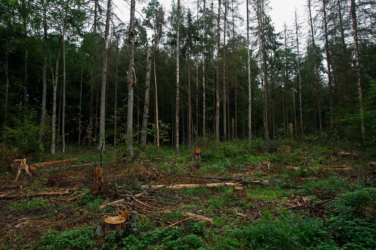 Minął termin odpowiedzi ws. Puszczy Białowieskiej. Polska prosi Trybunał o dodatkowy czas