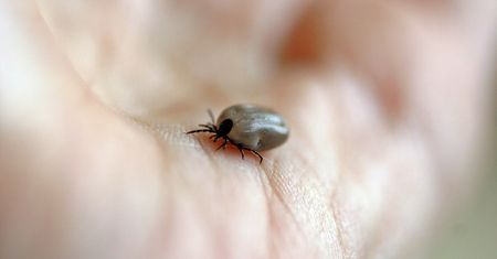 Czystek odstrasza kleszcze. Obalamy mit i pokazujemy skutki uboczne picia naparu z czystka