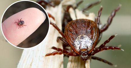 Kleszcze mają naturalnego wroga. To jego zapachu boją się jak ognia