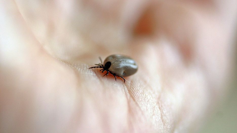 Czystek na kleszcze - ten sposób cieszy się wielką popularnością 