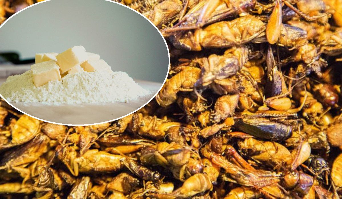 Ile kosztuje mąka ze świerszczy? Cena za kilogram jest ogromna