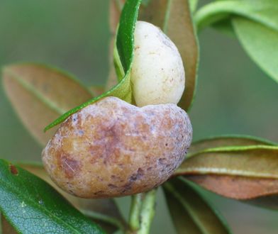 Niezwykły okaz w Karkonoszach. Grzyb niewidziany w Polsce od 1913 roku