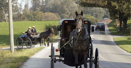 Amisze nie będą sprzątać końskich odchodów. Mogą za to trafić do więzienia