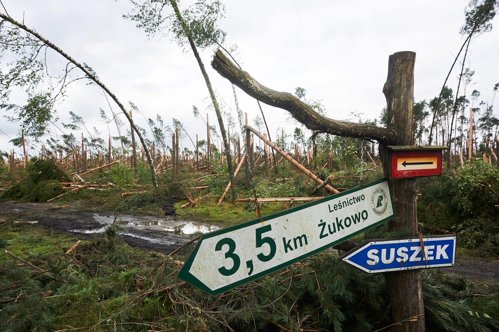 Zniszczony przez nawałnicę las w Suszku