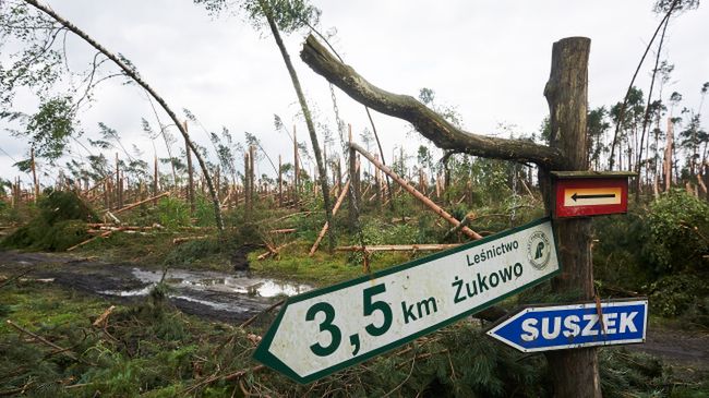 Zniszczony przez nawałnicę las w okolicach Suszka