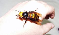 Nie żyje mężczyzna zaatakowany przez szerszenie koło Kłodawy