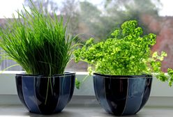 Oczyszczanie powietrza - rośliny doniczkowe, które warto mieć
