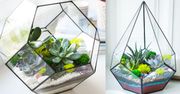 Sukulenty w szkle, idealne dla początkujących ogrodników