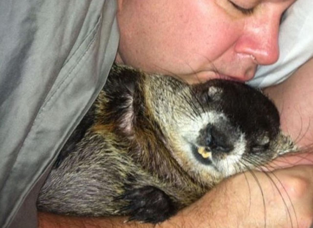 Uratowali ślepego świstaka. Zwierzak nie odstępuje ich na krok