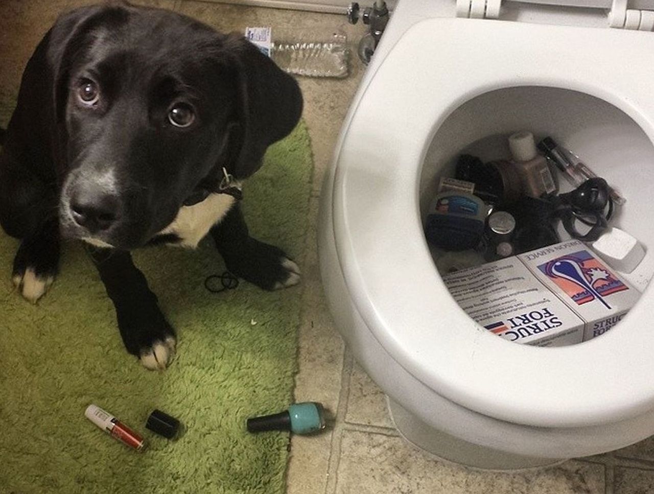 Winne i skruszone. Te psy bardzo chcą uniknąć kary