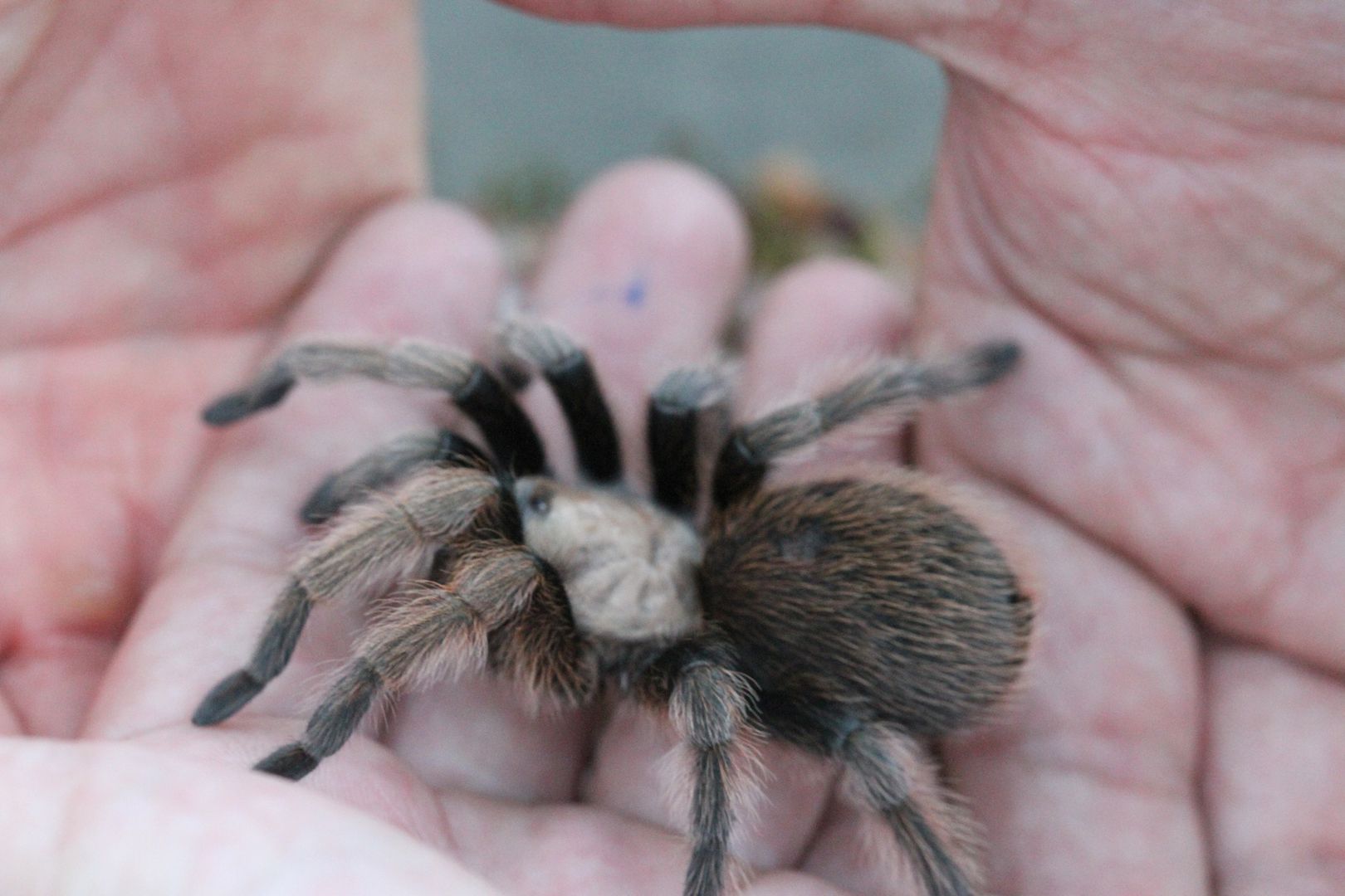 View of tarantulas in wild