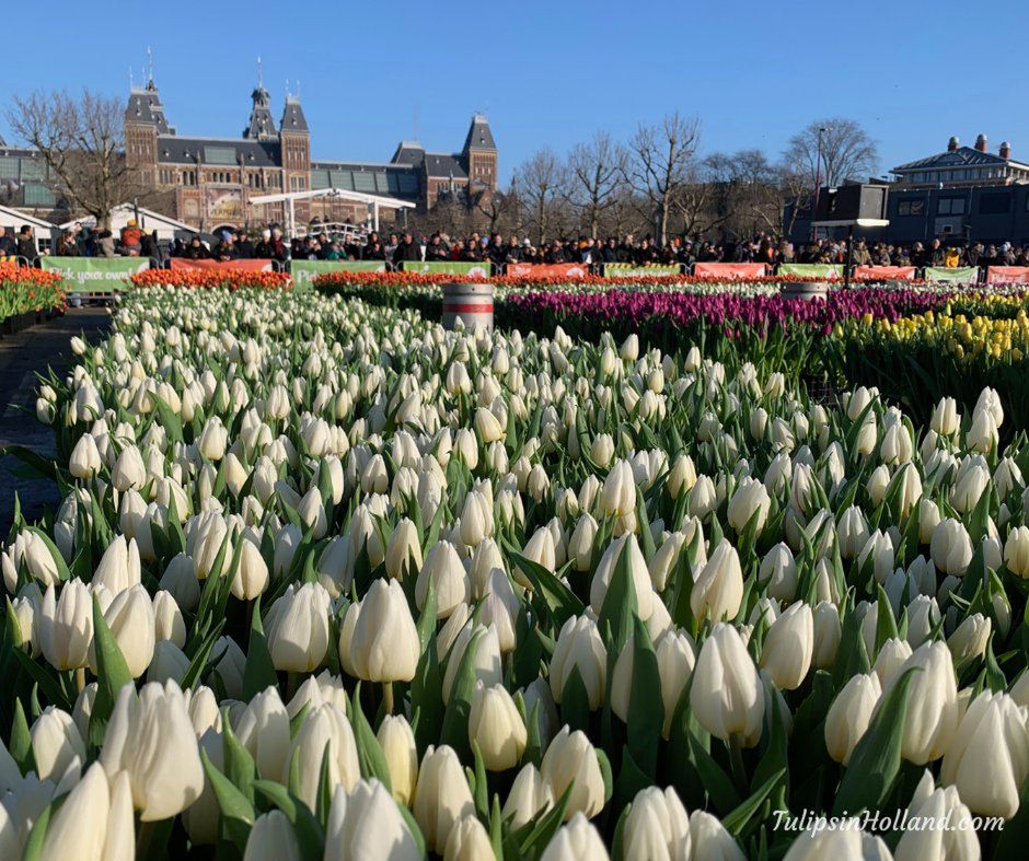 Holandia: Amsterdam pęka w kolorach, gdy rozpoczyna się Narodowy Dzień Tulipanów.