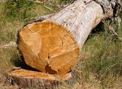 Resort środowiska chce obniżyć kary za nielegalną wycinkę drzew
