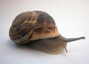GDDKiA ogłosiła przetarg na przeniesienie siedliska ślimaków