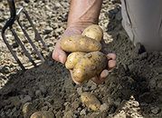 Rosja zawiesza od poniedziałku import ziemniaków z UE