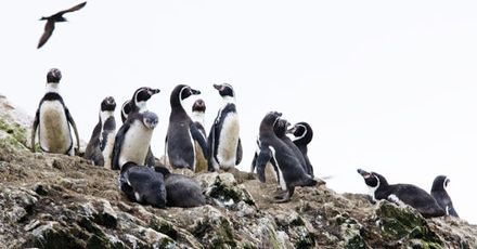 „Galapagos dla ubogich”, czyli Islas Ballestas w Peru
