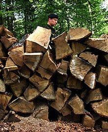 W lesie zabrakło drewna na opał