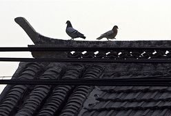 A oni wciąż kochają gołębie - 2. rocznica tragedii