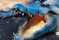 Wyprosili ją z samolotu z powodu krokodyla... z pluszu