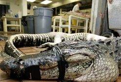 Aligator schwytał i uśmiercił włamywacza