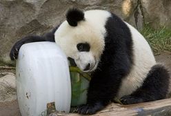Panda zaatakowała dozorcę zoo - założono mu 100 szwów