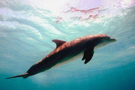 Mały delfinek butlonosy ma trzy matki