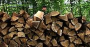 W lesie zabrakło drewna na opał