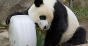 Panda zaatakowała dozorcę zoo - założono mu 100 szwów