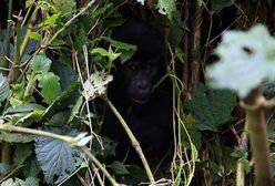 Goryle górskie w Ugandzie pomagają gospodarce