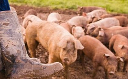 Weterynaria: bardzo duże zagrożenie afrykańskim pomorem świń